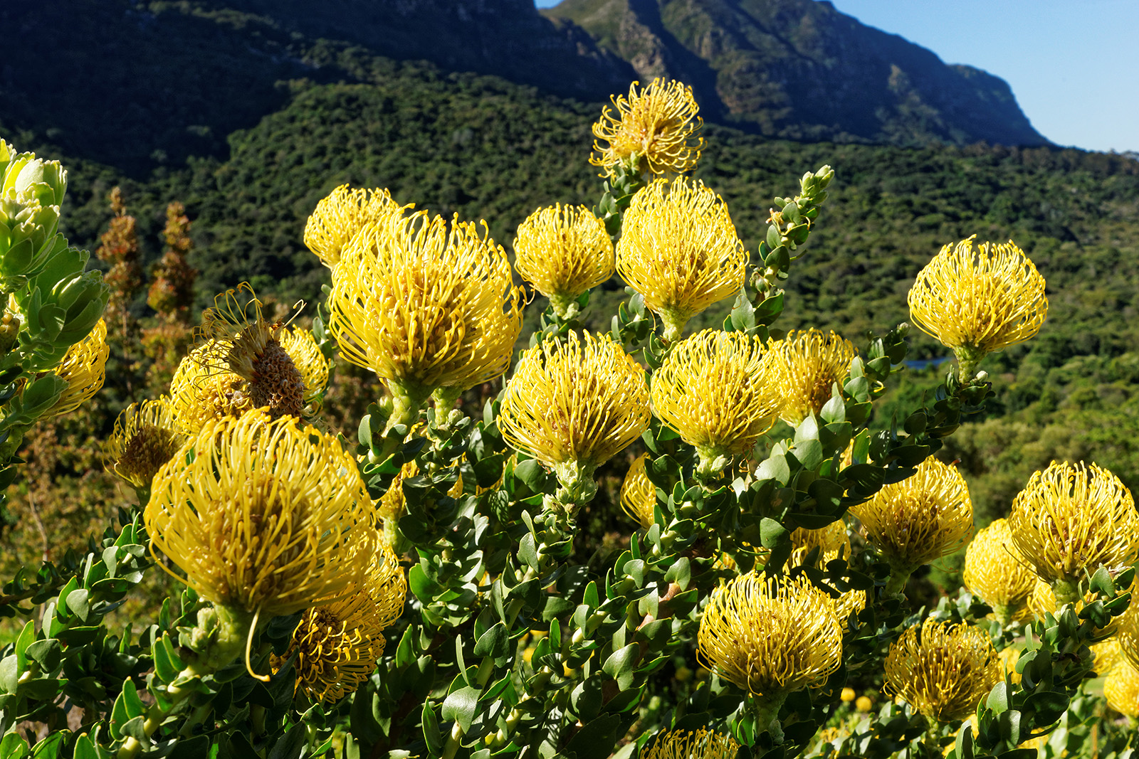 20161106 173332 Botanischer Garten Kirstenbosch